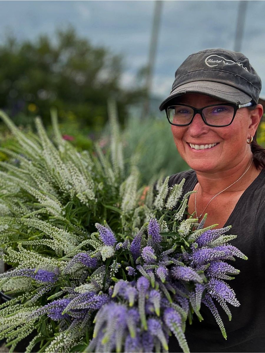 woman showing well grown veronica cut flowers woman showing well grown veronica cut flowers