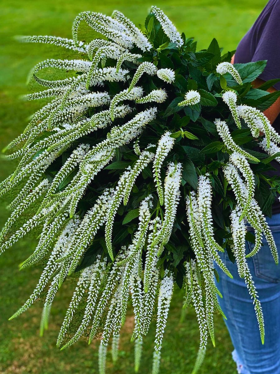 white veronicas - They look similar in shape and size to long-leaved speedwell, but feature white color white veronicas - They look similar in shape and size to long-leaved speedwell, but feature white color