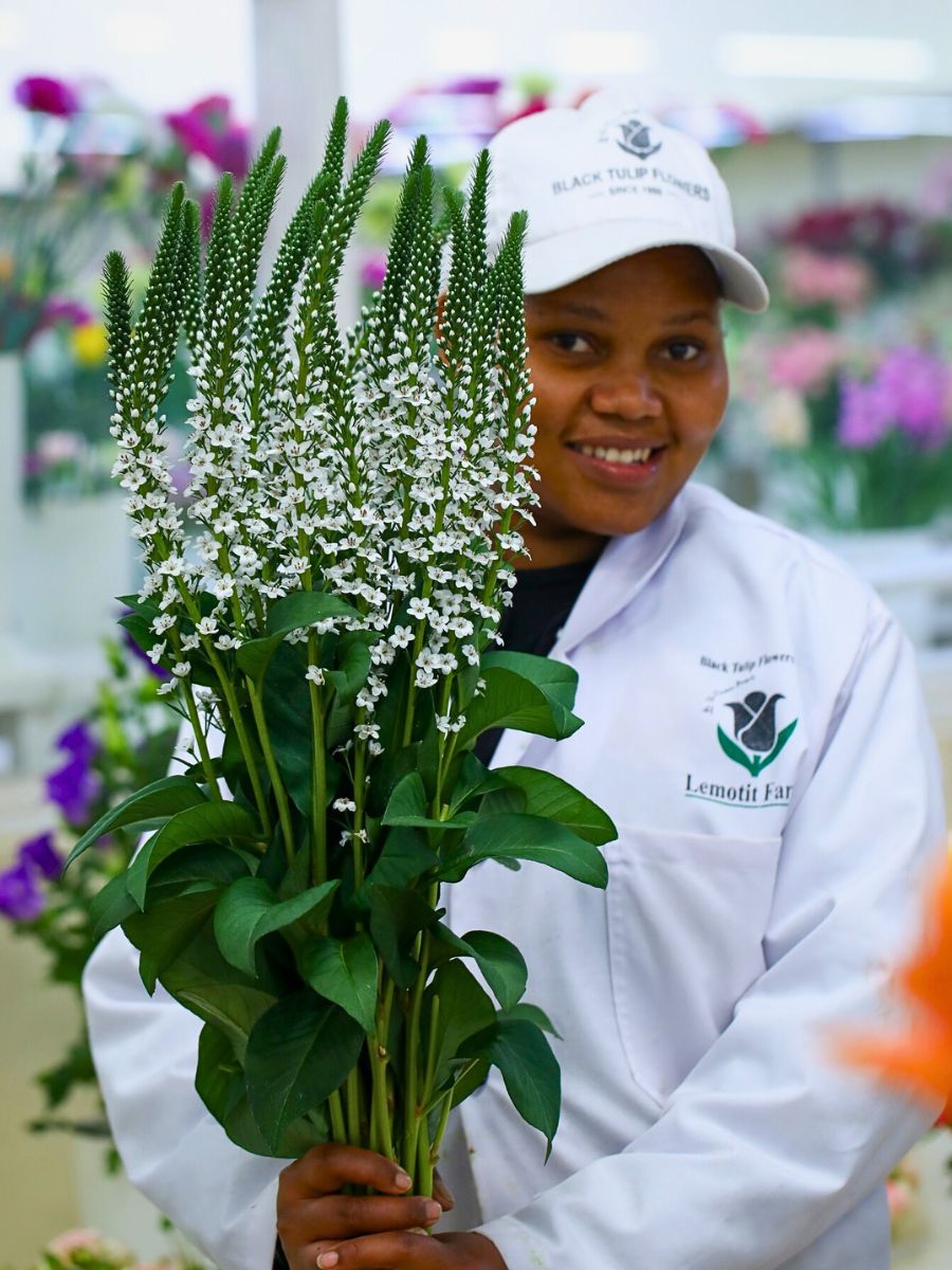 White veronica flowers