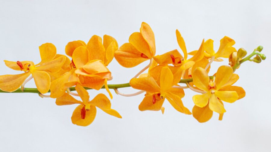 Mokara new Orange - Cut Orchids on Thursd Facebook