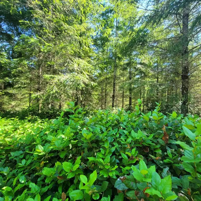 The art of harvesting salal