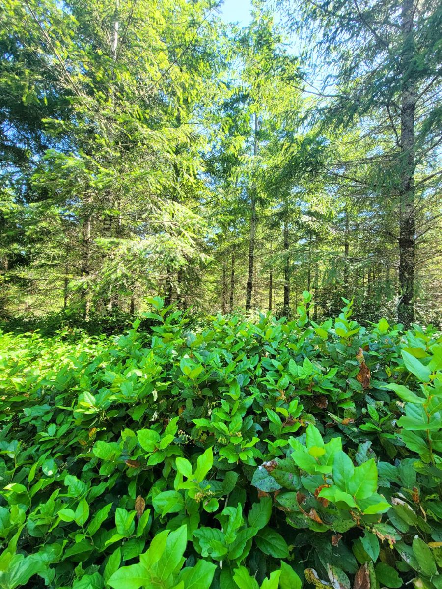 Salal wild harvesting by Continental Floral Greens Salal wild harvesting by Continental Floral Greens