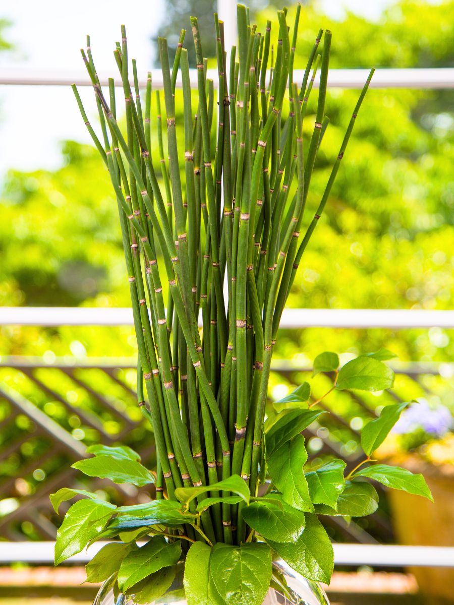 Wild greens harvested by Continental Floral Greens Wild greens harvested by Continental Floral Greens