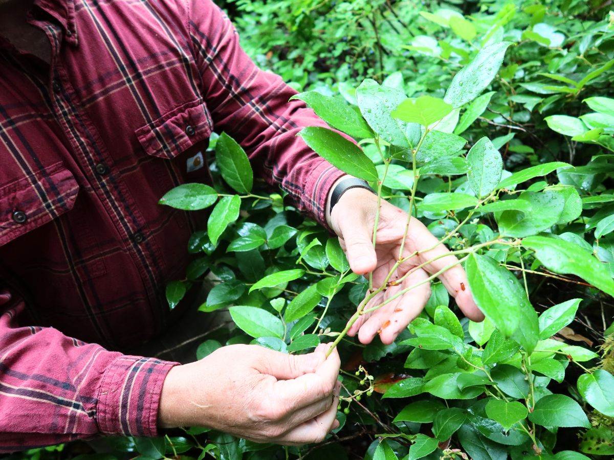 Handpicked Salal in CFG farms Handpicked Salal in CFG farms