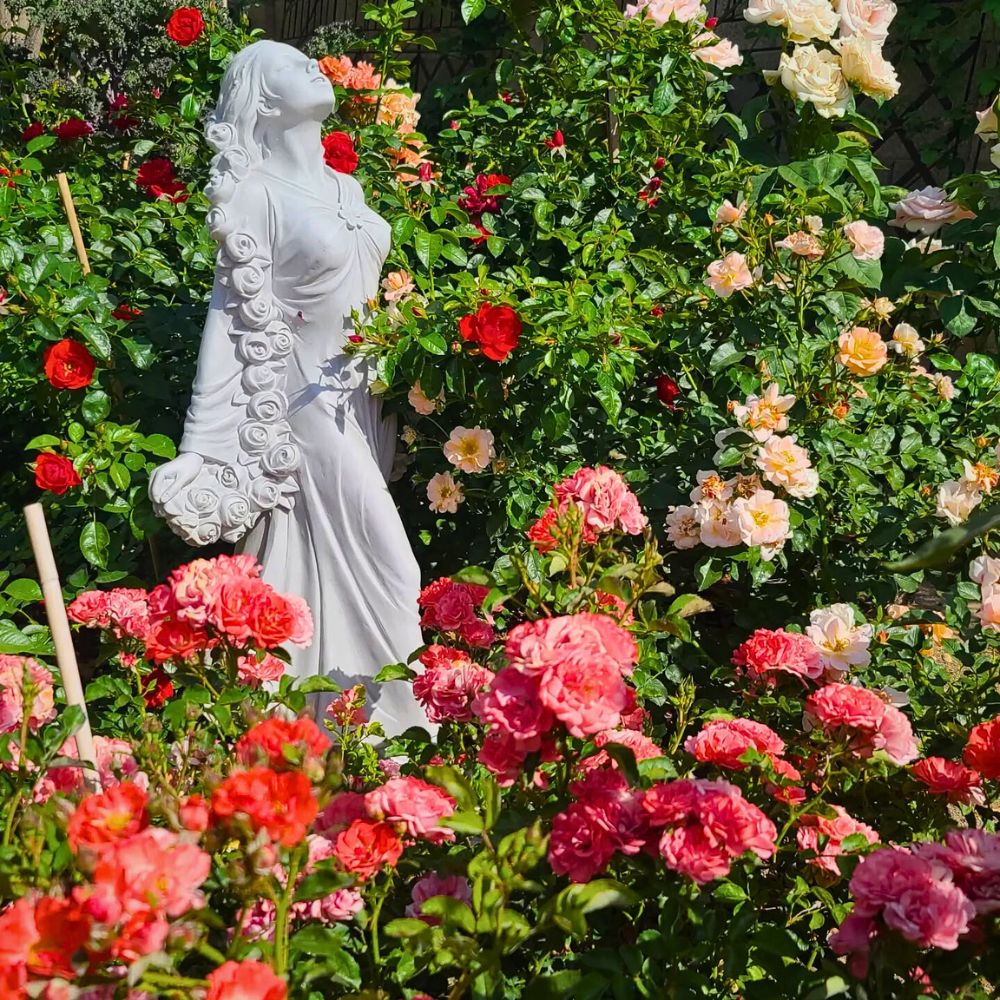 Carpet roses red flower carpet roses gleaming among glossy green foliage in a garden setting