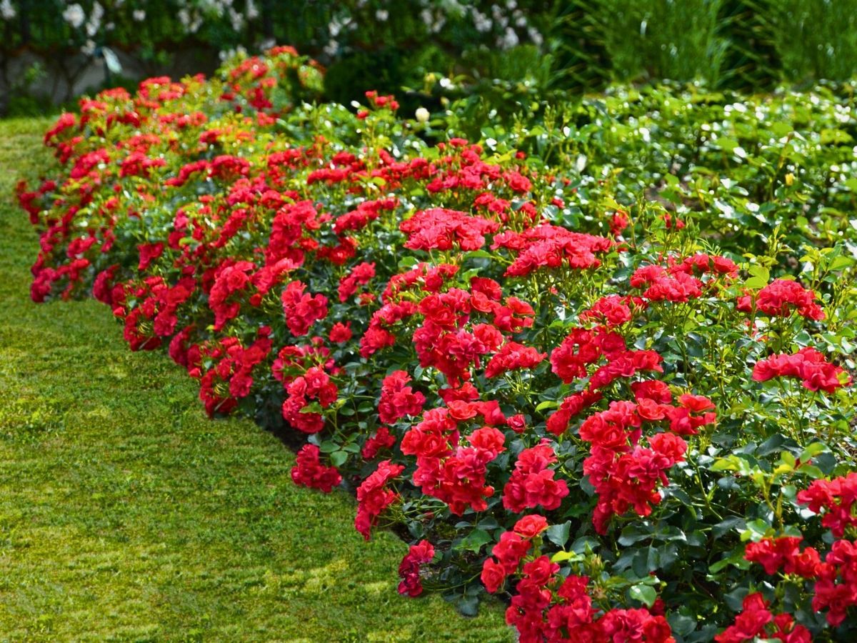 Red carpet roses red flower carpet roses with dark green foliage in the background - inset Flower Carpet Rose (mini cherry)