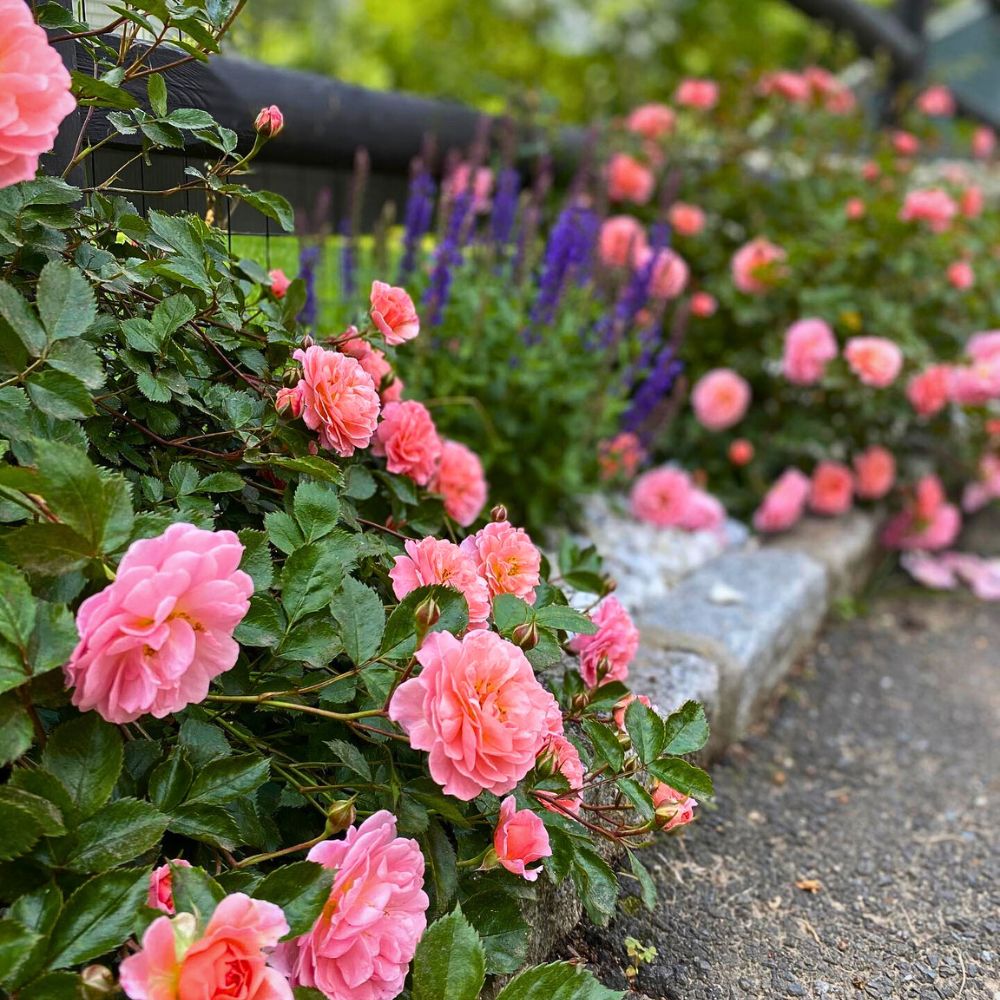 Garden roses carpet roses and salvias inter planted along our driveway