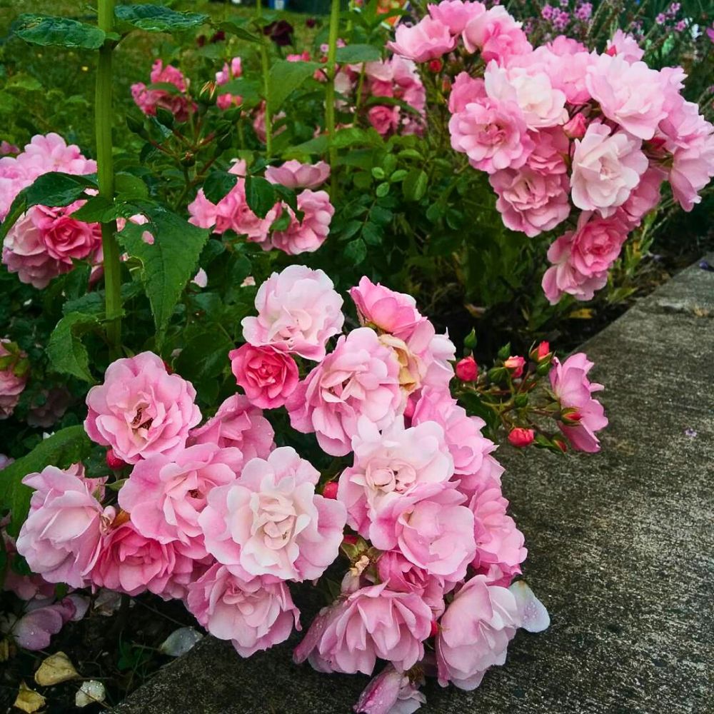 Flower carpet roses hot pink blooms of carpet roses in different shades of pink