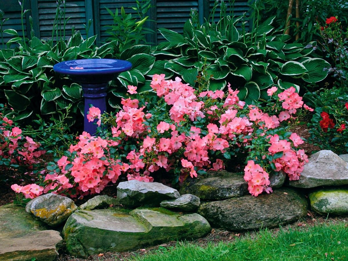 Pink flowered carpet roses flower carpet pink roses in a garden setting; these plants have exceptional disease resistance