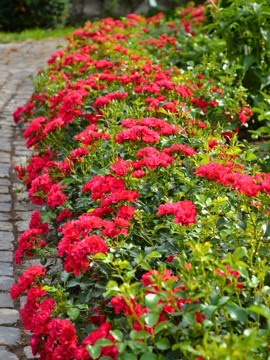 Red colored carpet roses flower carpet red typically grow smooth with high end disease resistance and are drought tolerant