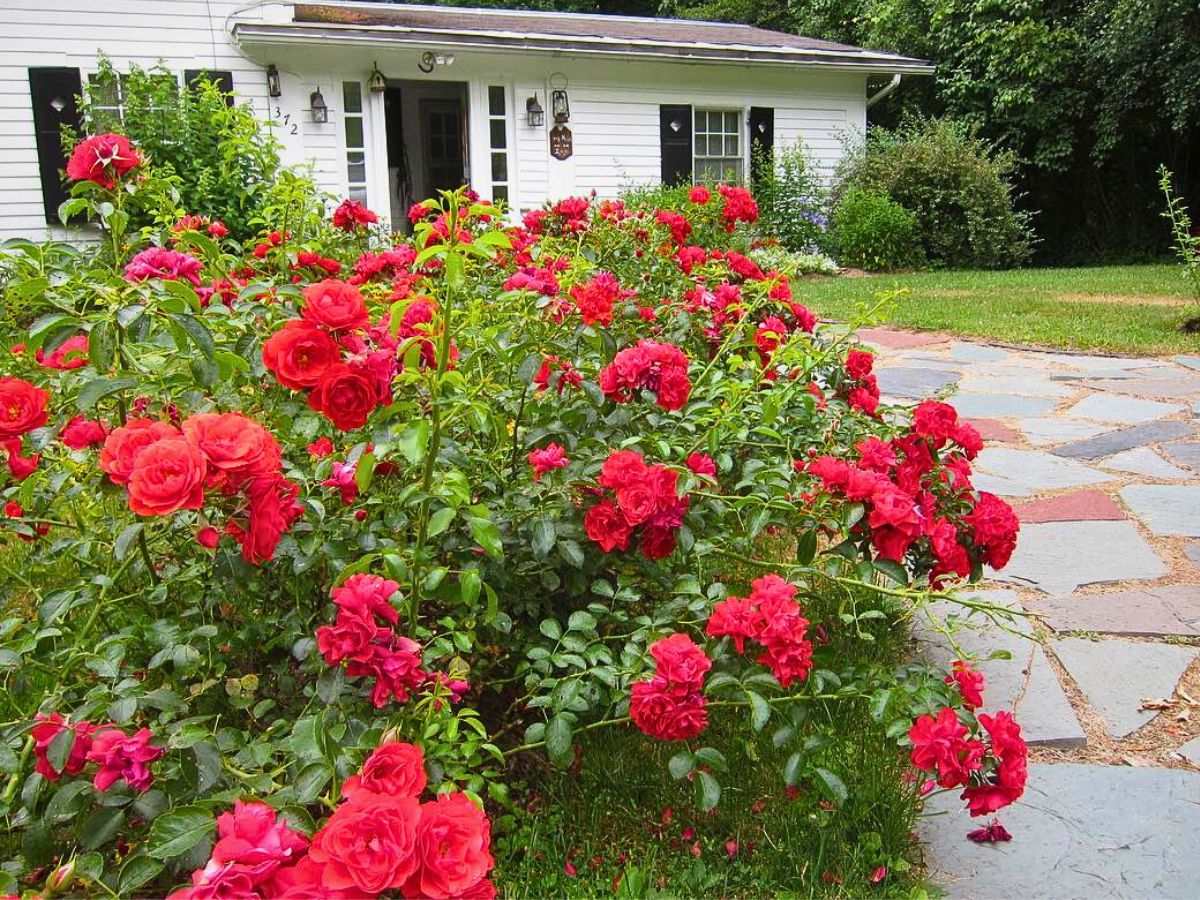Red carpet roses What Are Flower Carpet Roses and 5 Ideas to Use Them in Your Garden