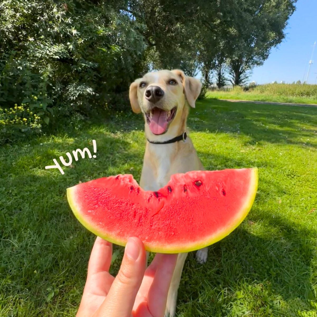 A dog posing with a watermelon A dog posing with a watermelon