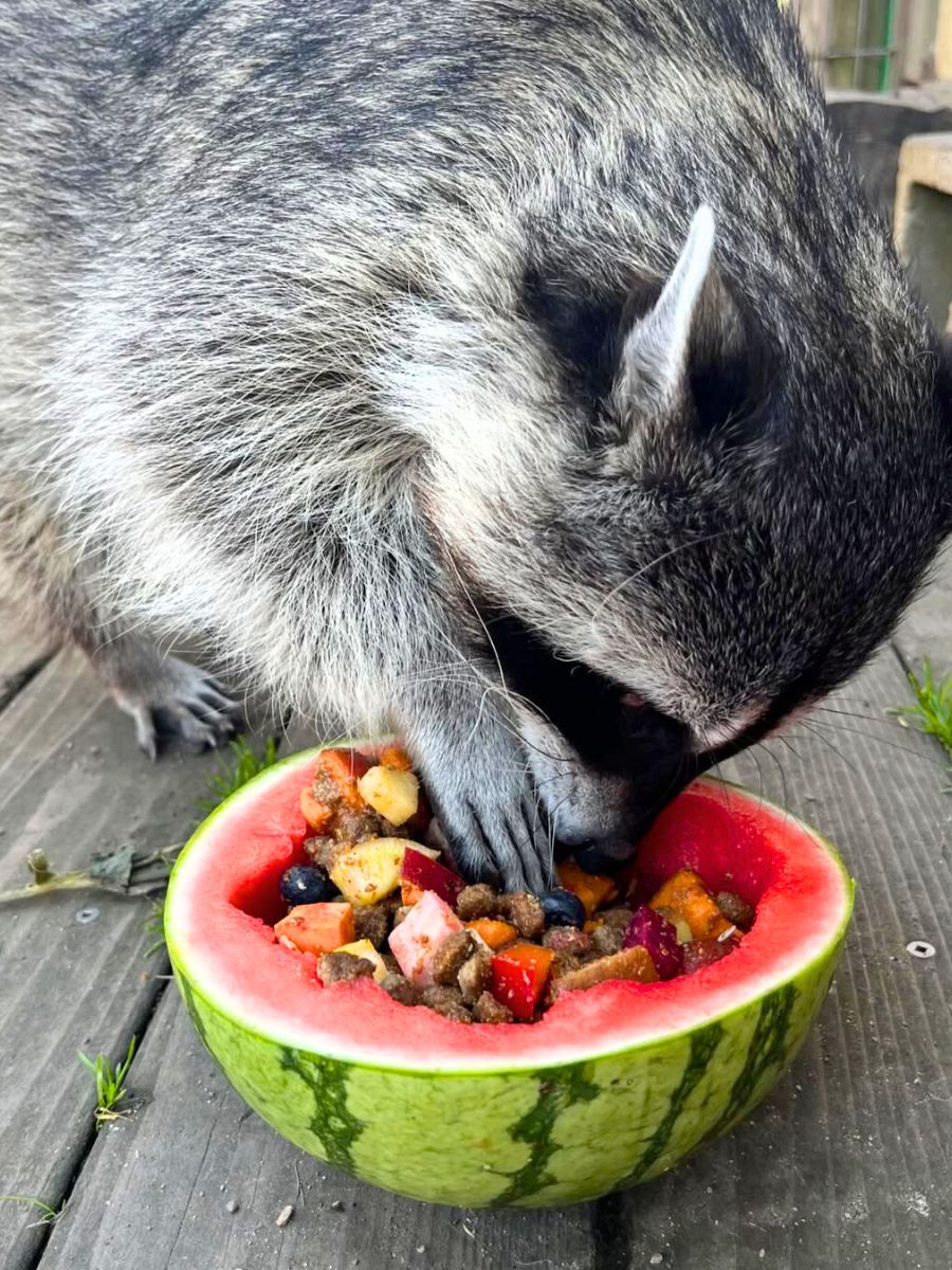A raccoon eating a watermelon A raccoon eating a watermelon