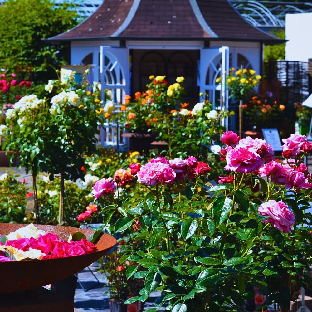 Roses for the garden shrub roses are known for their disease resistance and are drought tolerant, making them suitable for warmer climates