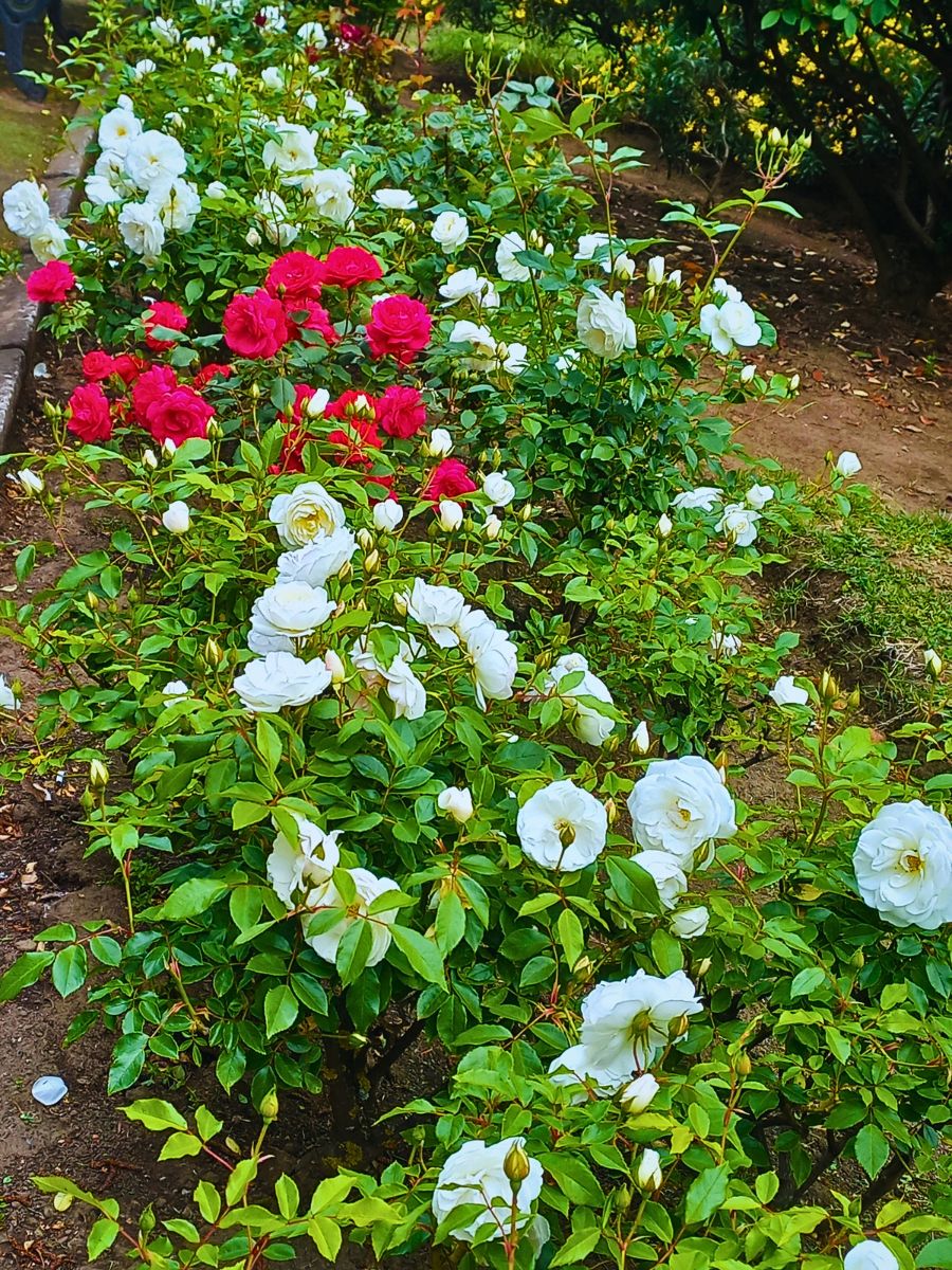 White and red roses groundcover rose, also known as carpet roses