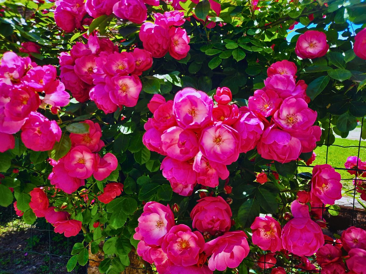 Roses flower carpet in shades of pink