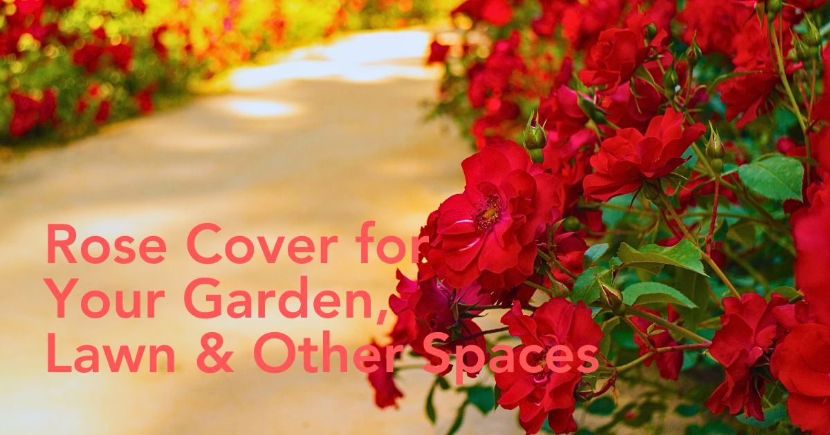 Flower Carpet Roses and Ideas to Use Them - Thursd Article Header Image