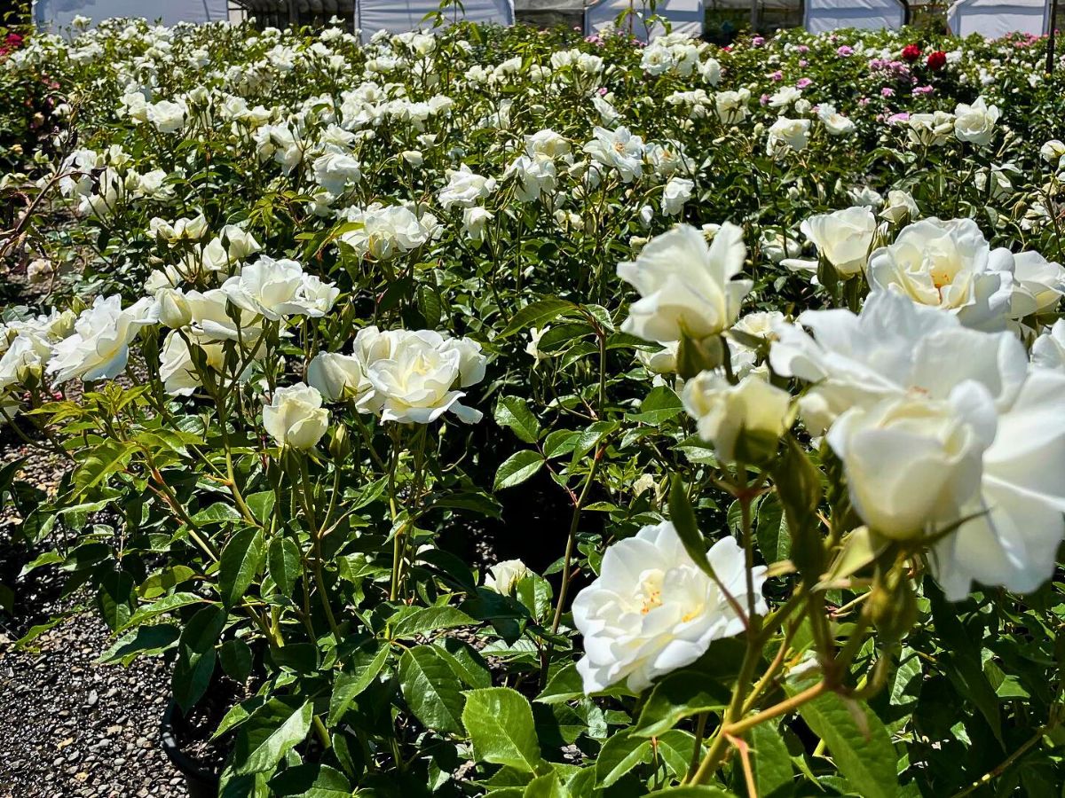 White roses flower carpet of white roses