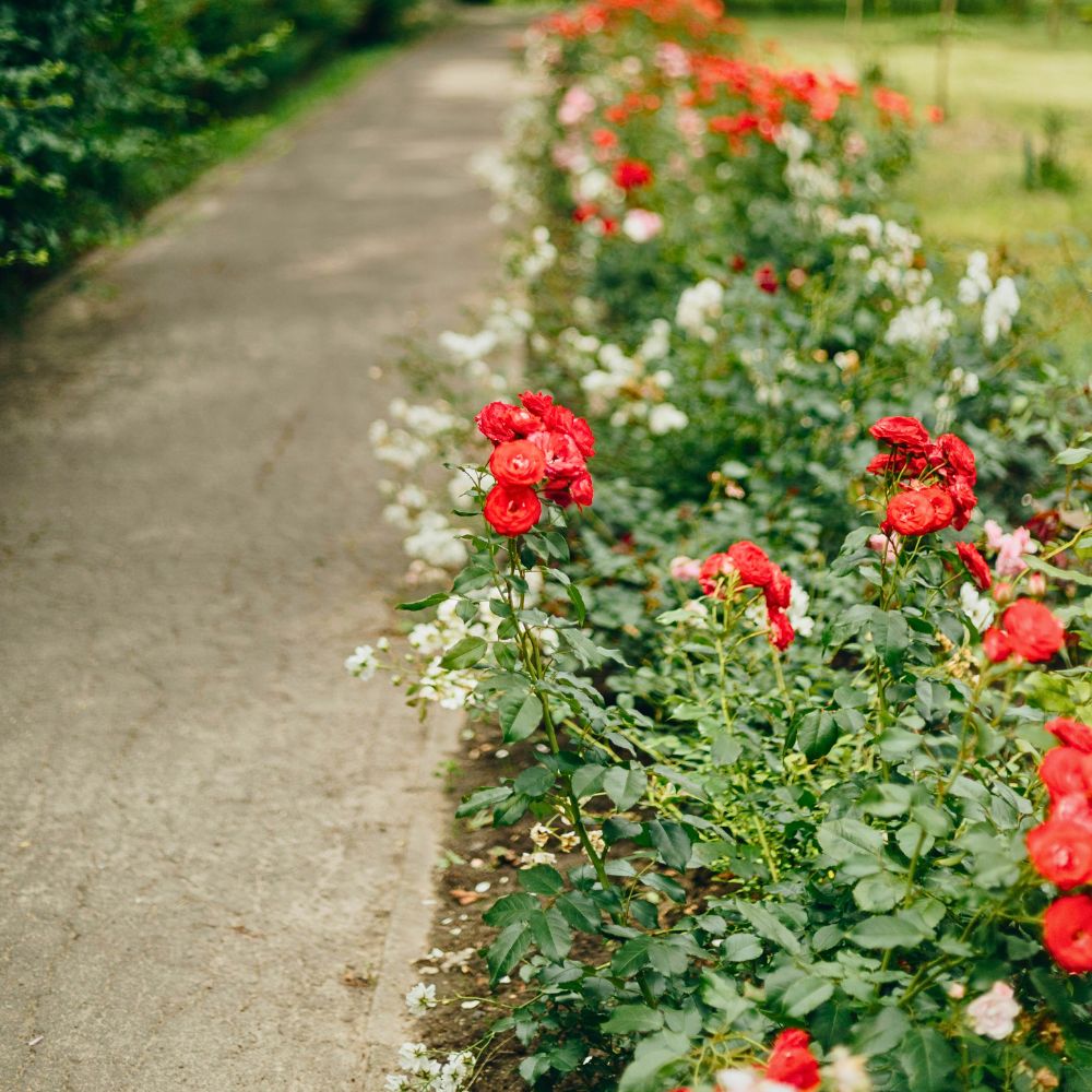 Roses along a pathway flower carpet scarlet in shades of white and red