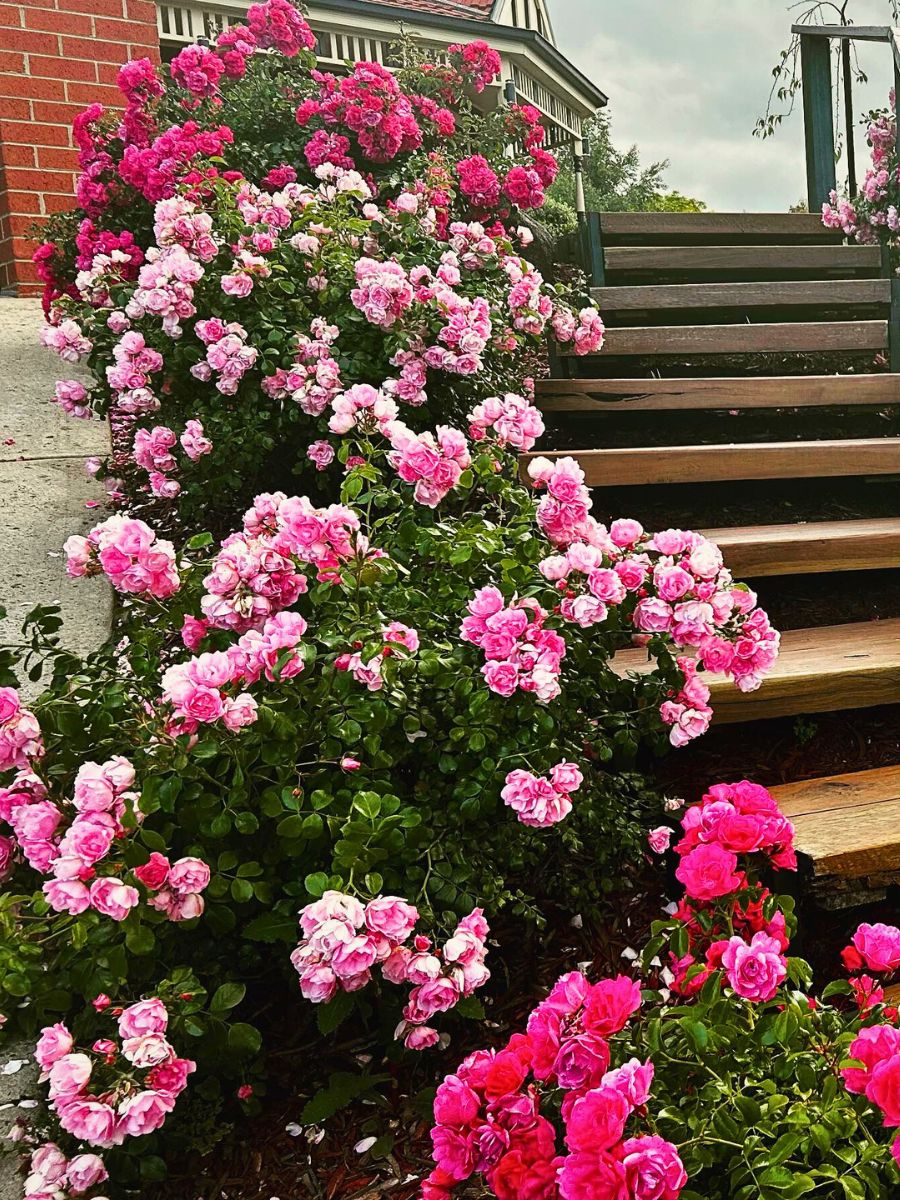 Flower carpet roses flower carpet appleblossom and pink growing near stair setting. Inset: original pink and appleblossom