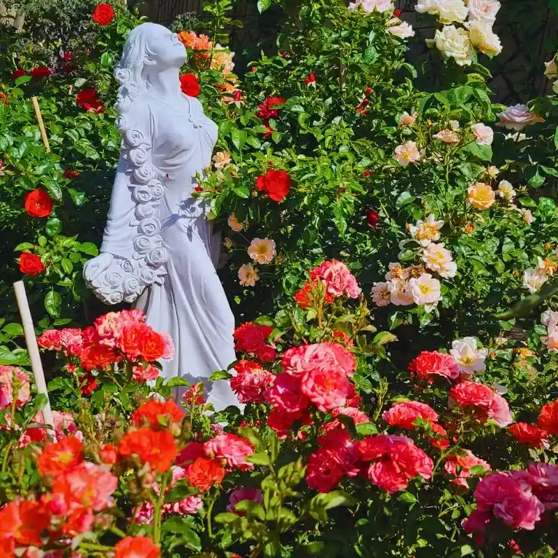 What Are Flower Carpet Roses and Ideas to Use Them in Your Garden
