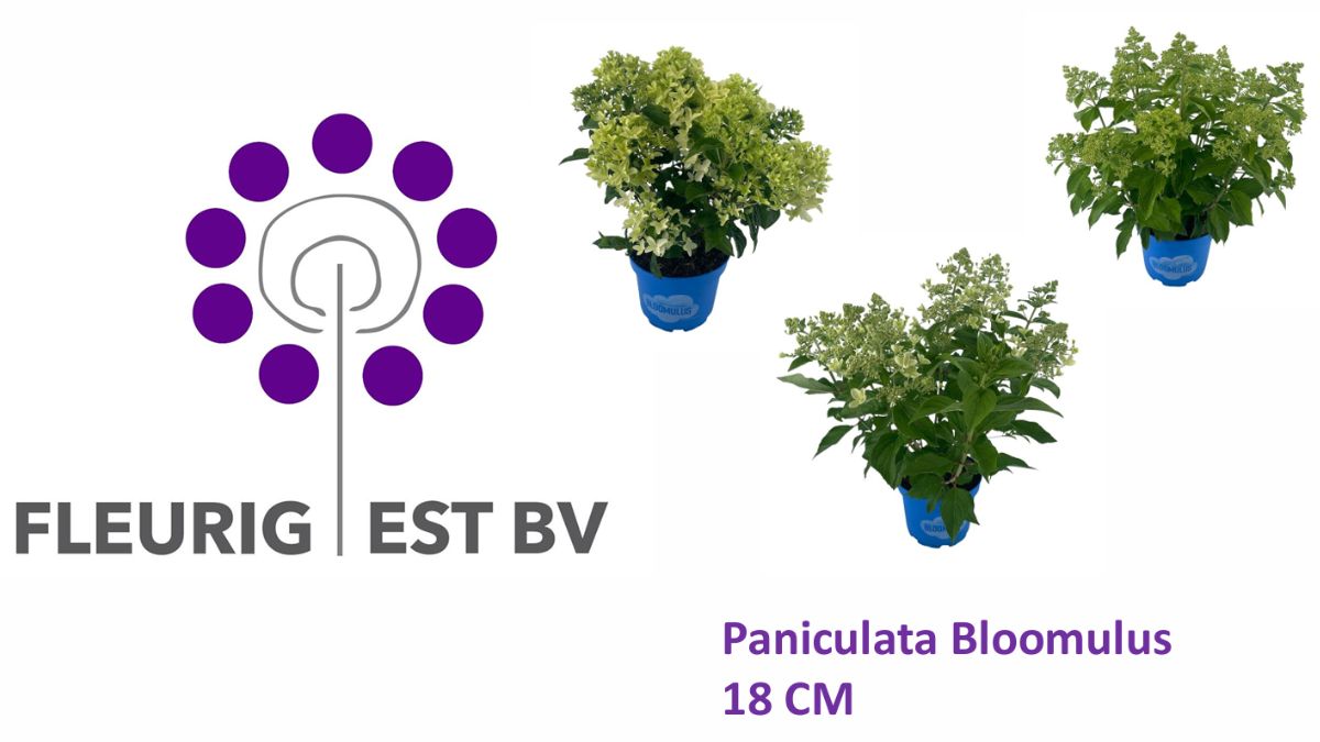 Paniculata Bloomulus by Fleurig Est BV