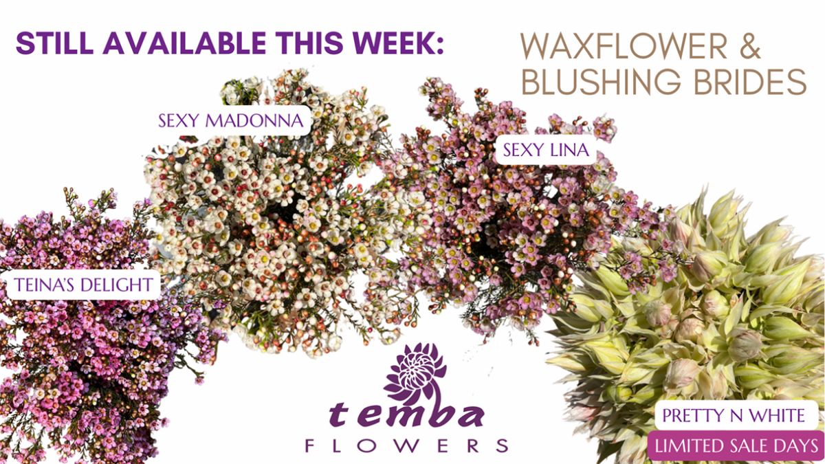 Various Waxflowers and Blushing Brides by Temba Flowers