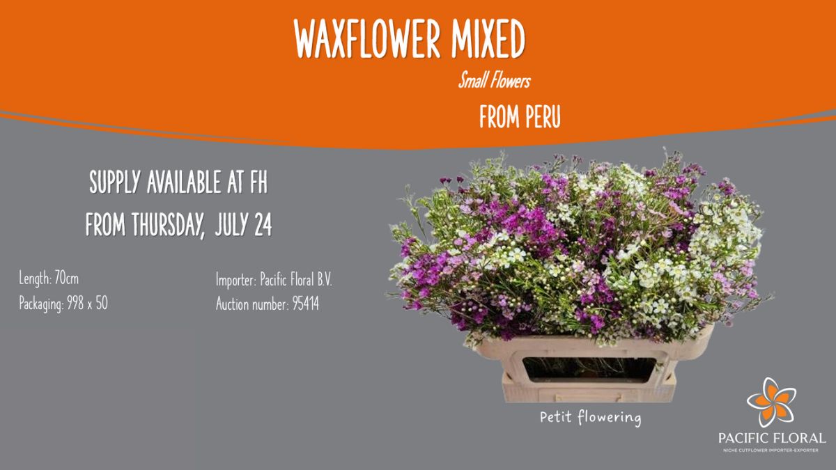 Waxflowers mixed by Pacific Floral