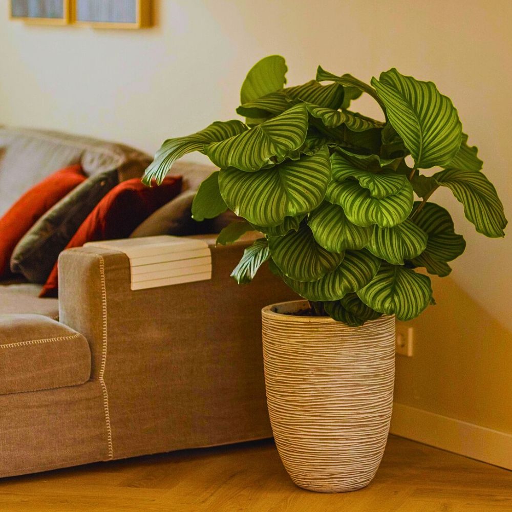 Calathea orbifolia Some of the Best Indoor Air-Purifying Plants, Including Those From Air So Pure.