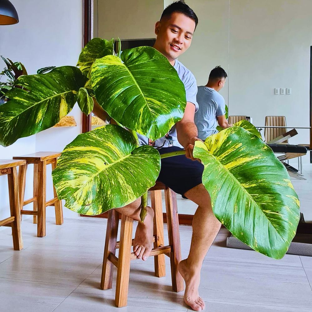 Golden pothos a man exhibiting the exceptional large sized leaves of the Golden pothos
