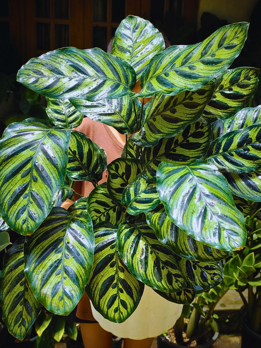 Calathea makoyana Calathea makoyana