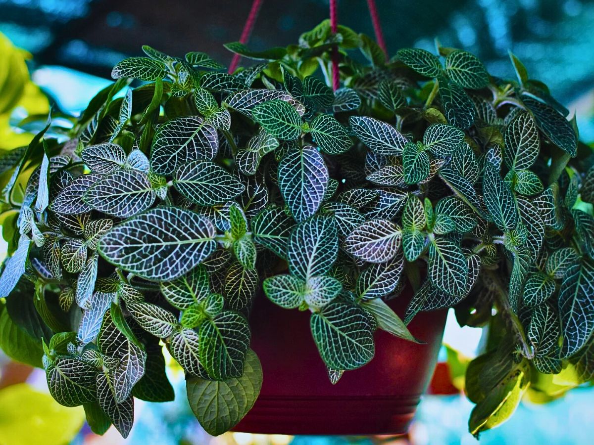 Nerve plant Nerve plant