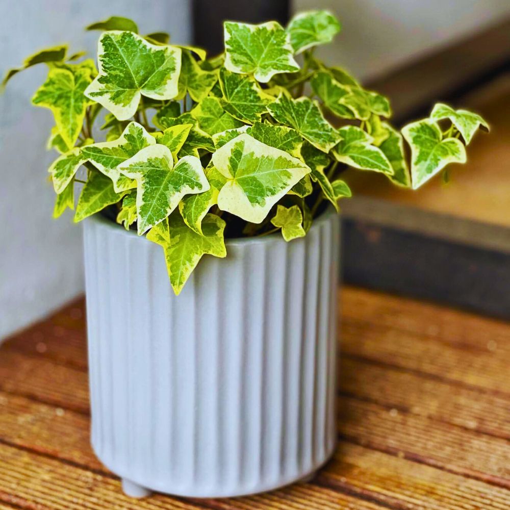 English ivy English Ivy displayed in a white pot