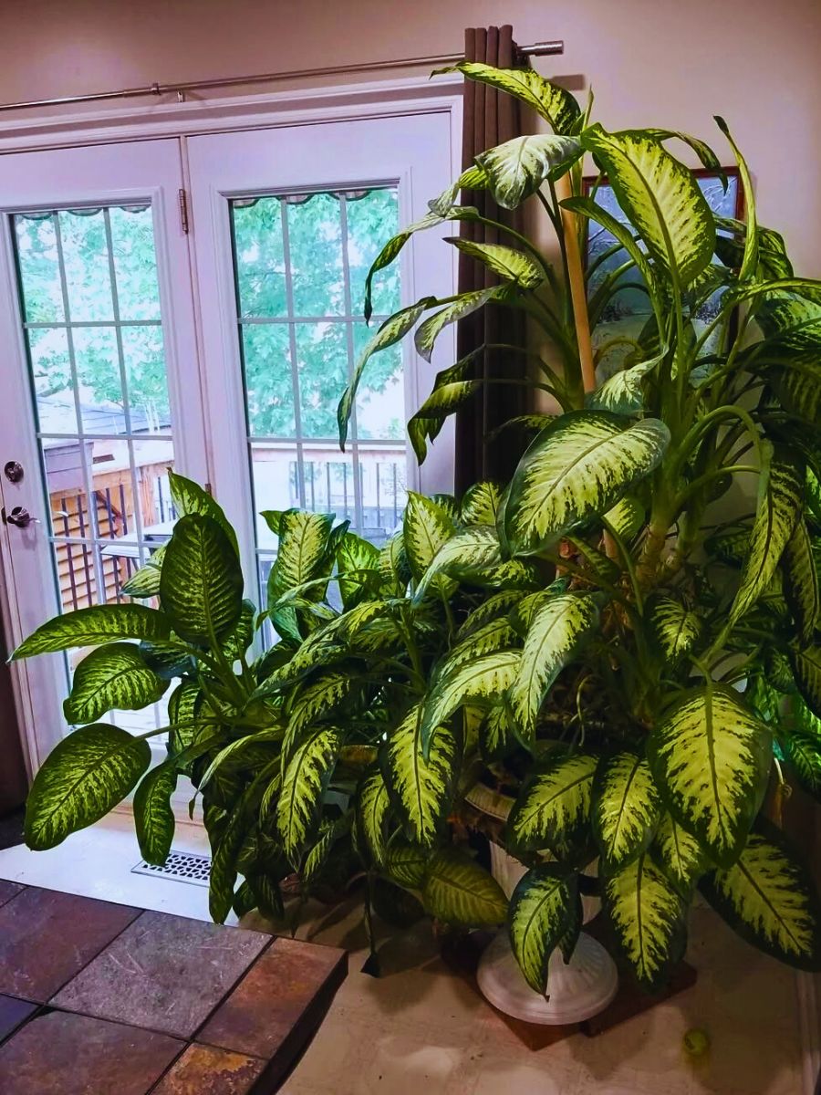 Dumb cane Dumb cane (Dieffenbachia)