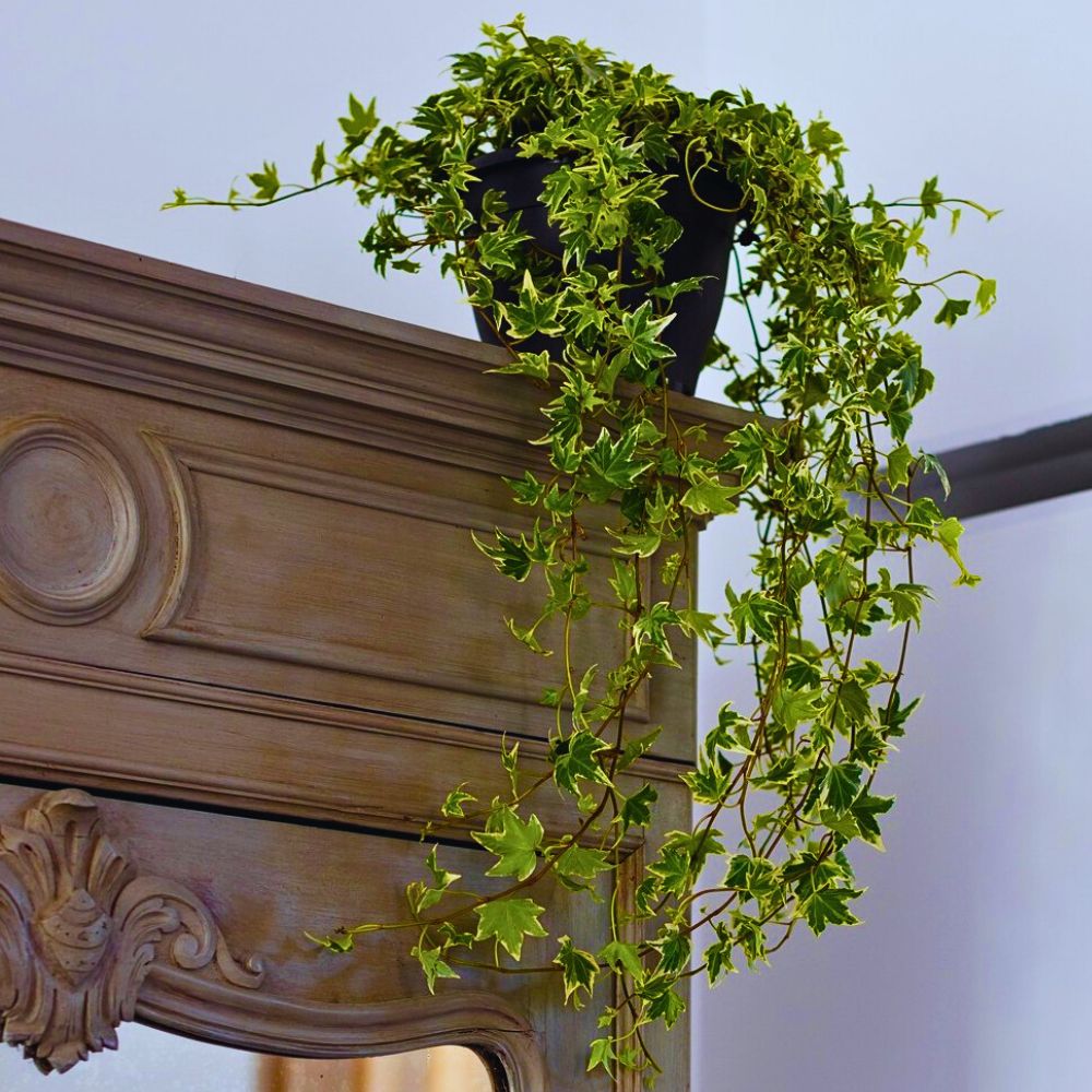 English ivy English Ivy