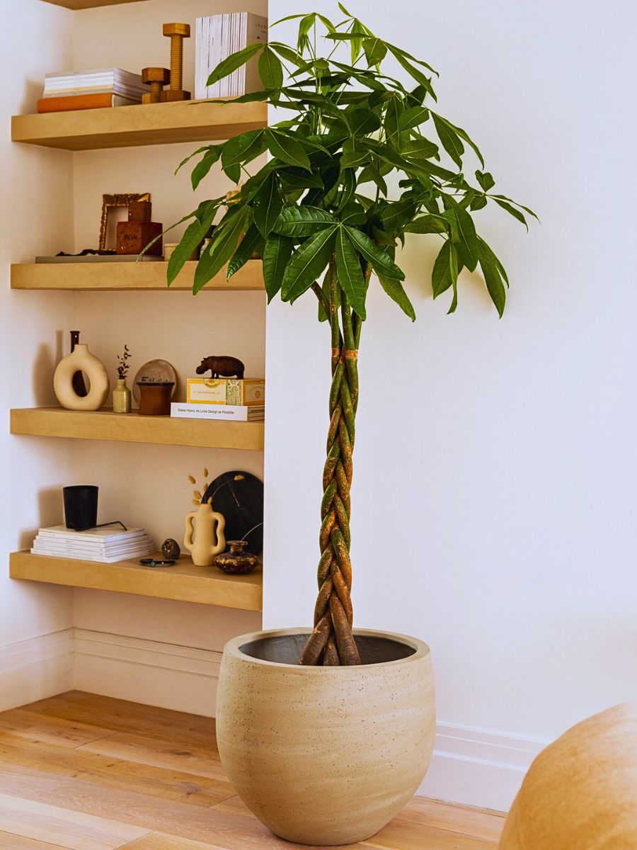 Money tree Money Tree with braided stems