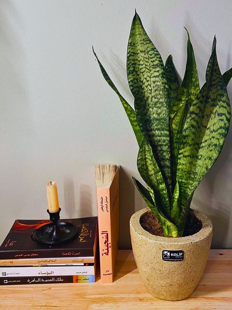Snake plant Best Air-Purifying Plants to Give Your Home a Breath of Fresh Air