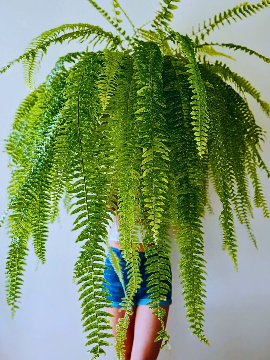 Boston fern Boston Fern (Nephrolepis Exaltata)