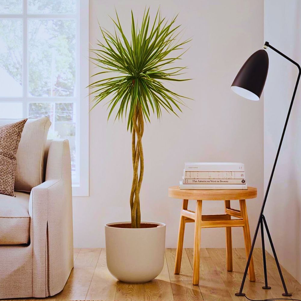 Dracaena marginata Best Air-Purifying Plants to Give Your Home a Breath of Fresh Air