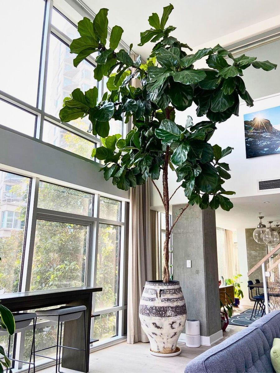 Ficus lyrata Fiddle-Leaf Fig (Ficus Lyrata)