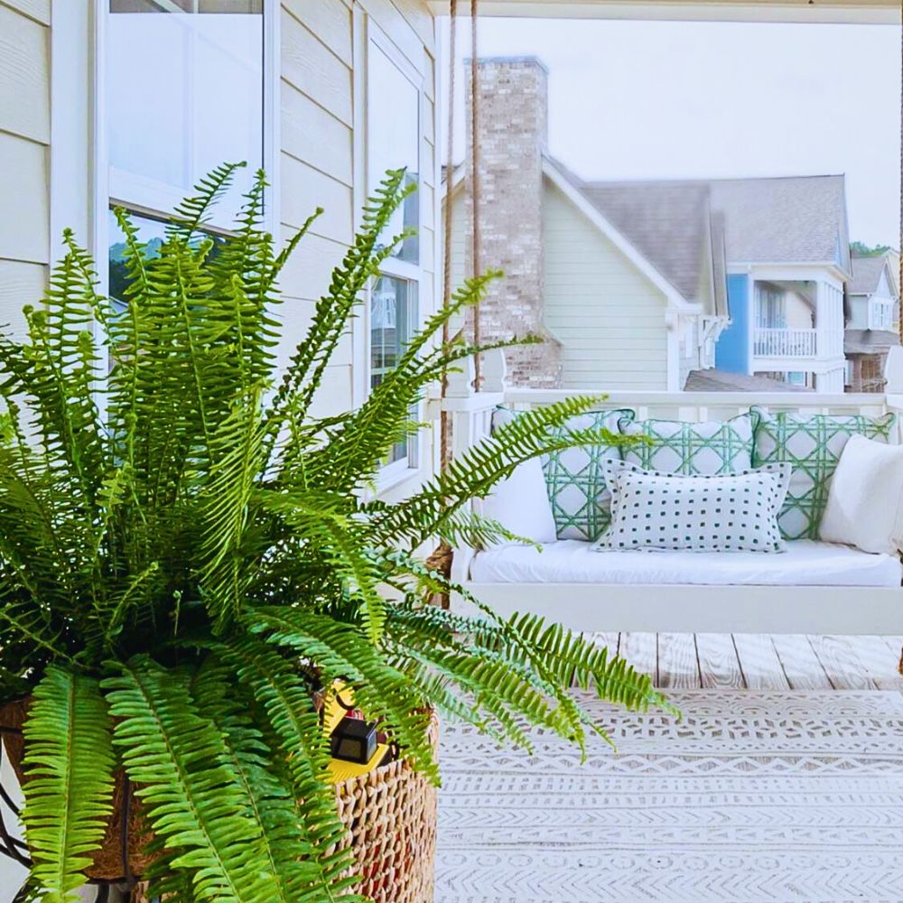 Kimberly fern Kimberly Queen Fern (Nephrolepis Obliterata)