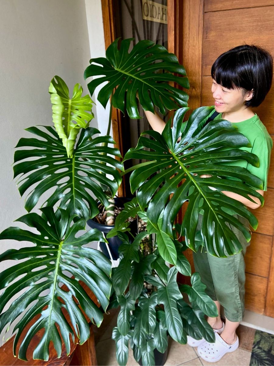 Monstera deliciosa air purifying plant - Monstera deliciosa