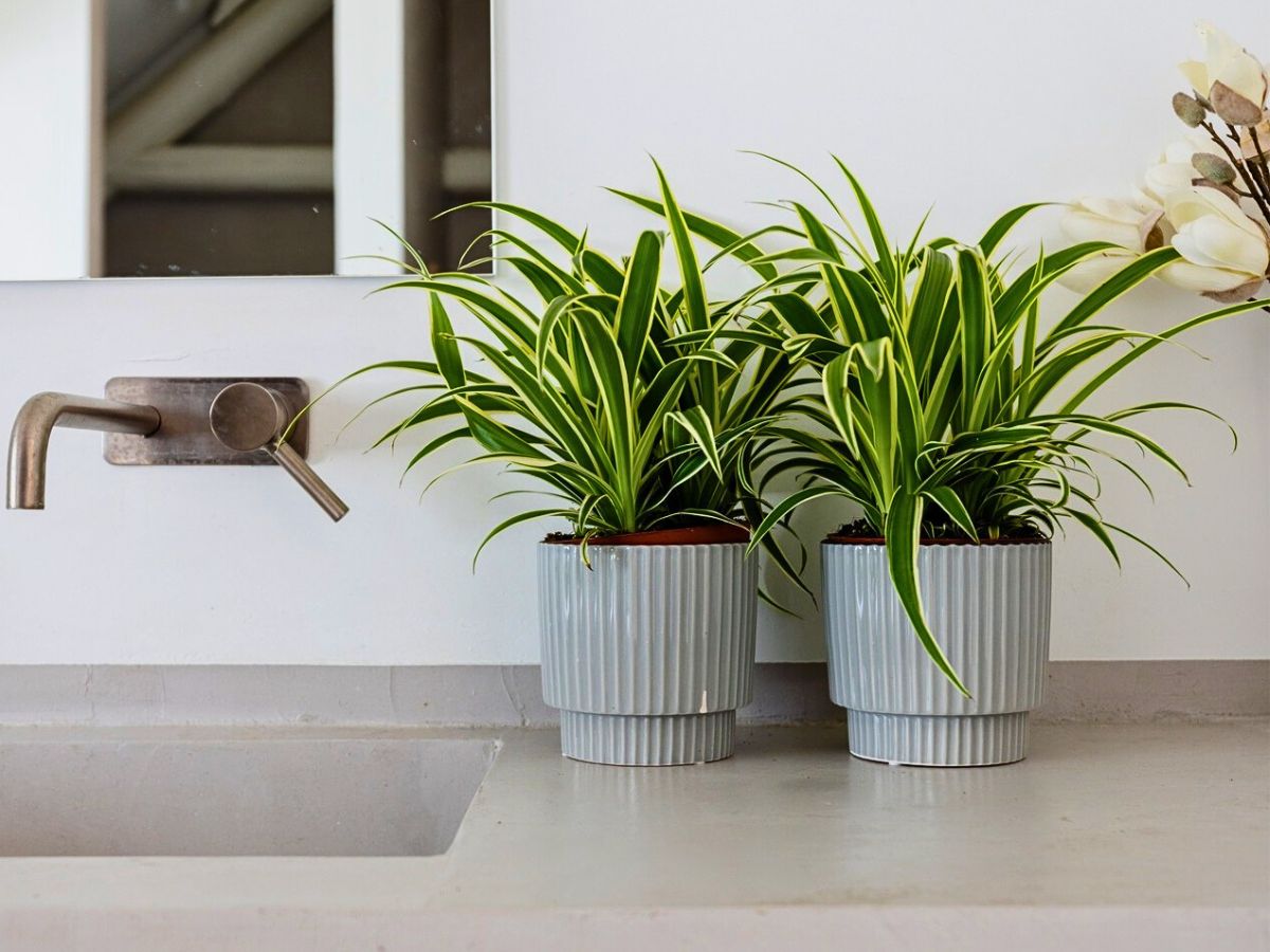 Chlorophytum Best Air-Purifying Plants to Give Your Home a Breath of Fresh Air in 2025