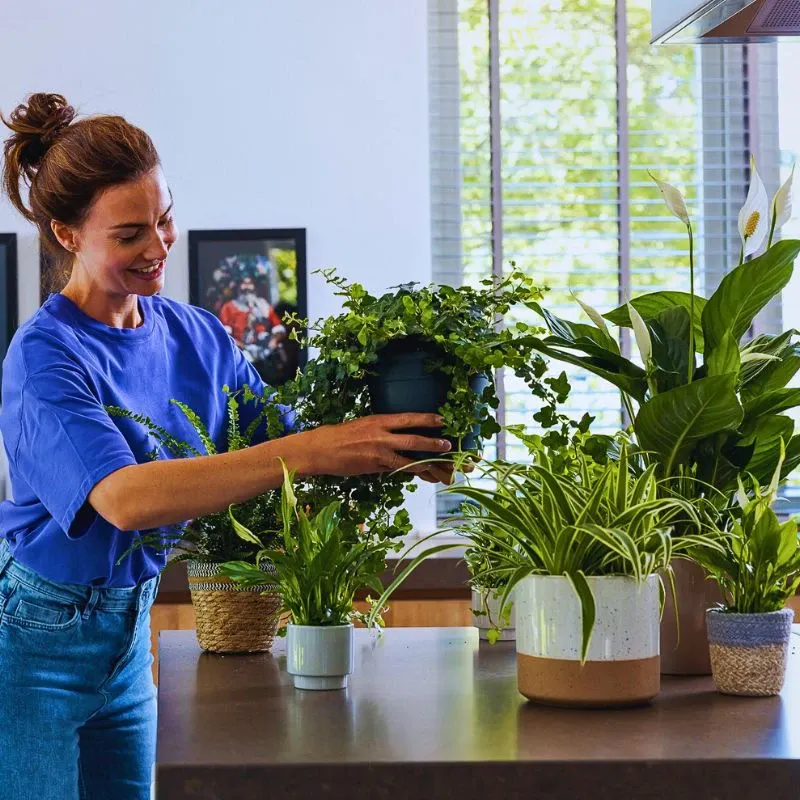 Best Air Purifying Plants for Indoors - Thursd Article Featured Image
