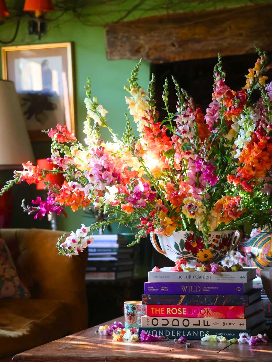 A colorful snapdragon arrangement in a living room