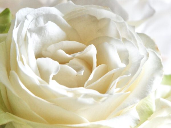 White Avalanche garden wedding design rose closeup on Thursd