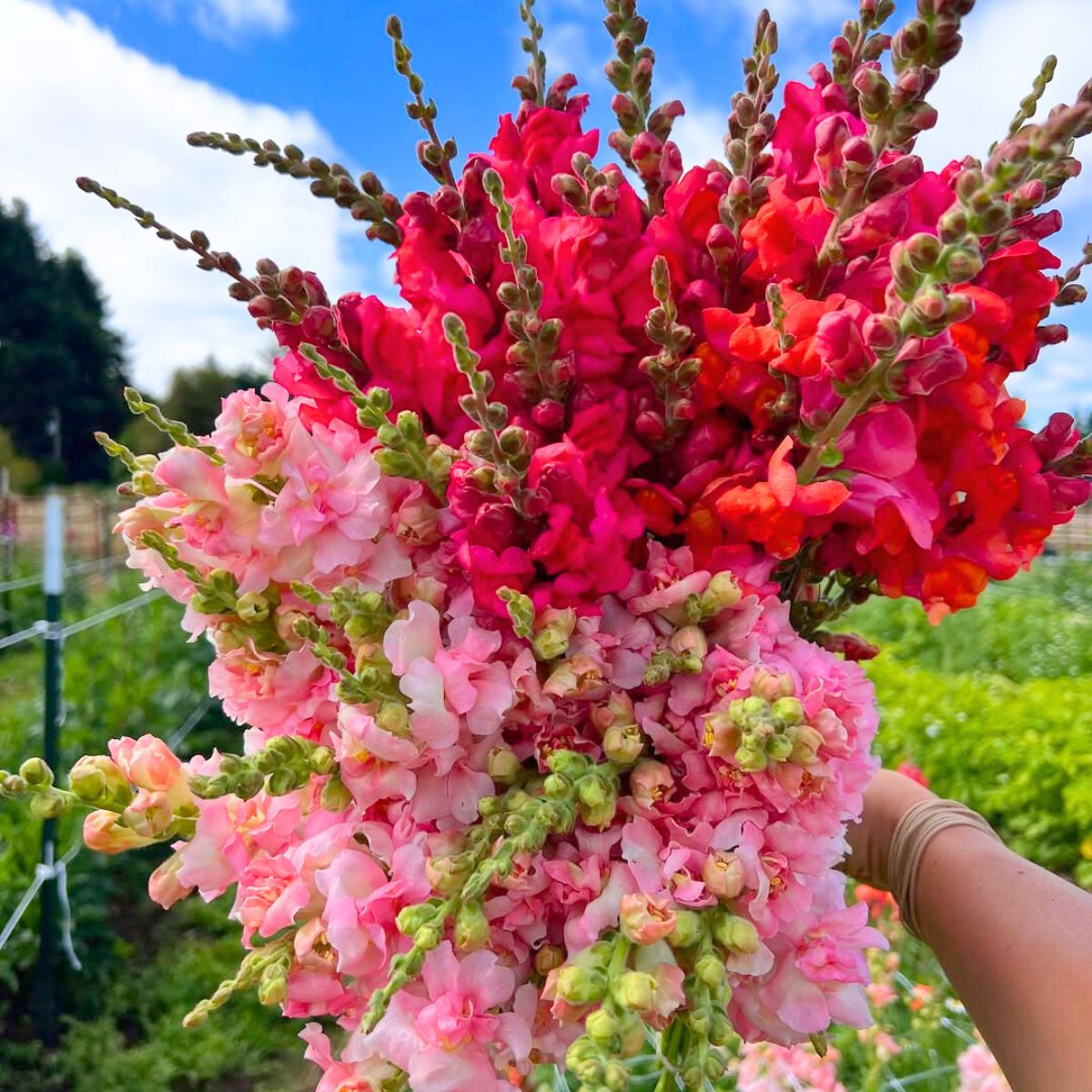 Bold colored snapdragons in a farm