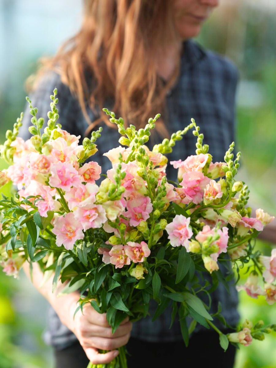 A woman holding a bunch of snapdragon flowers