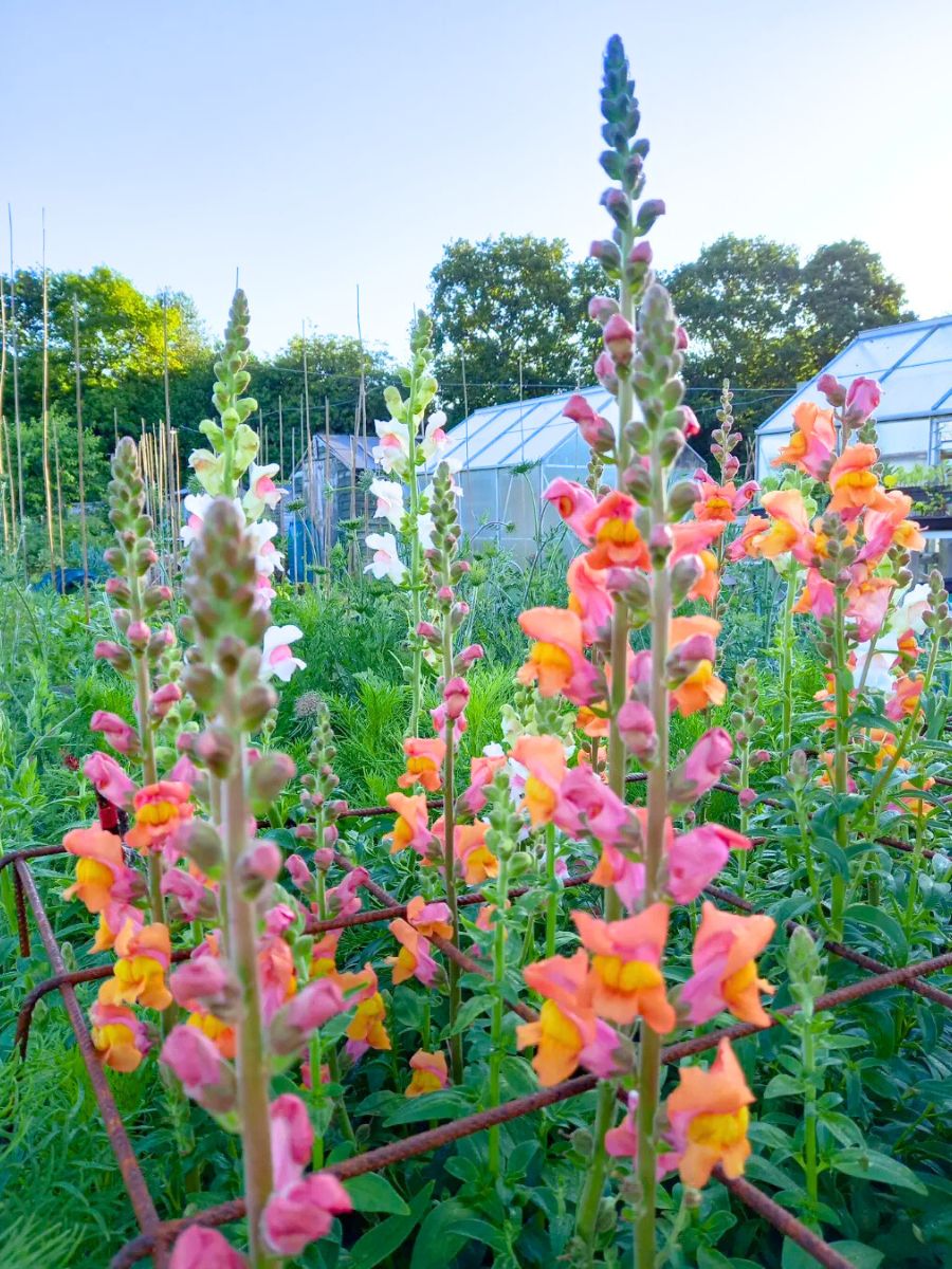 How to care for snapdragons in a garden