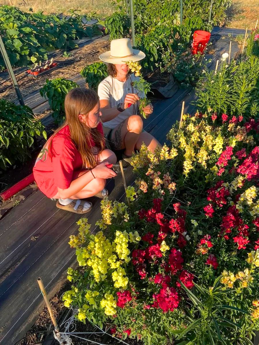 Planting snapdragons in a garden